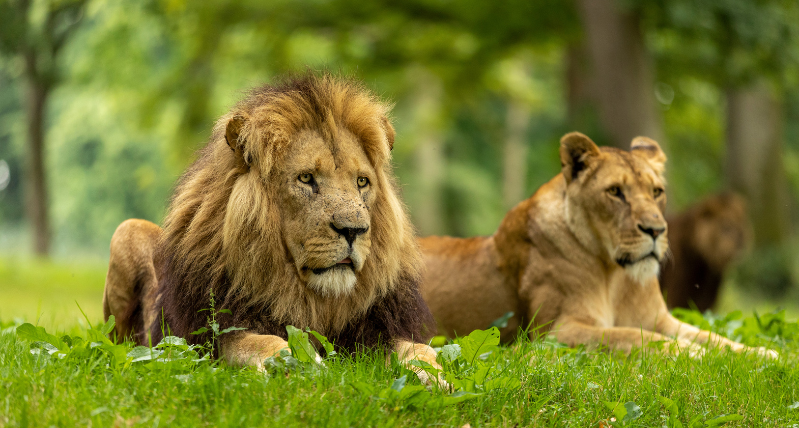 Longleat Lions credit Lloyd Winters